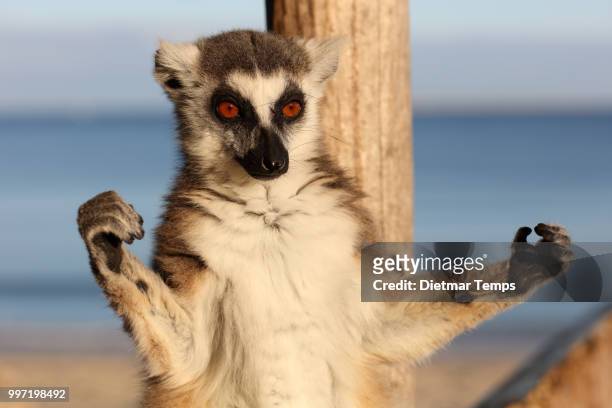 lemur, madagascar - dietmar temps stock-fotos und bilder