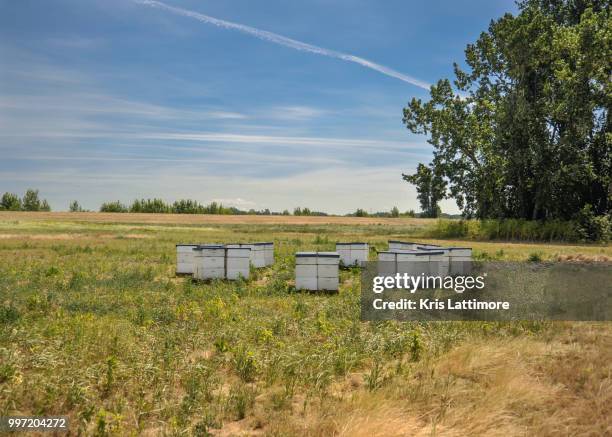 Single Apiary 22,634 Apiary Stock Photos, High-Res Pictures, and Images - Getty Images