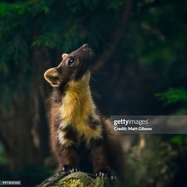 stunning pine martin martes martes on branch in tree - martes stock pictures, royalty-free photos & images