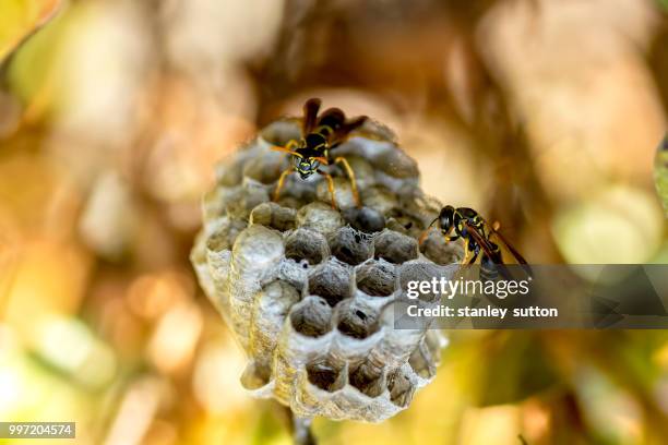 paper wasps & nest - feldwespe stock-fotos und bilder