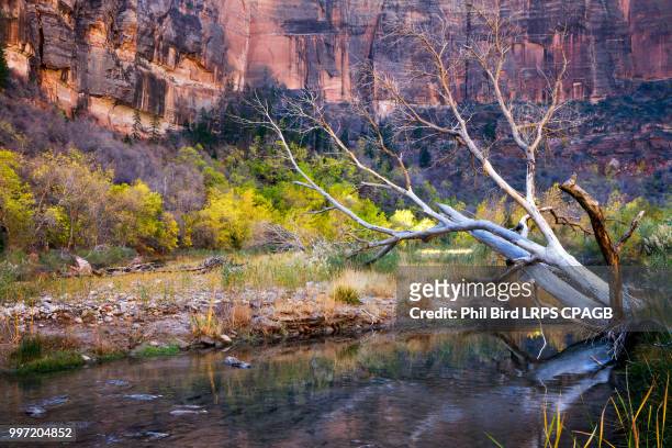 dead tree in the virgin river - virgin river stock pictures, royalty-free photos & images