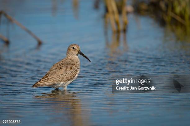 short-billed dowitcher - dunlin bird stock pictures, royalty-free photos & images