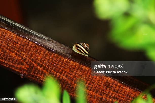 snail - hémiptère photos et images de collection