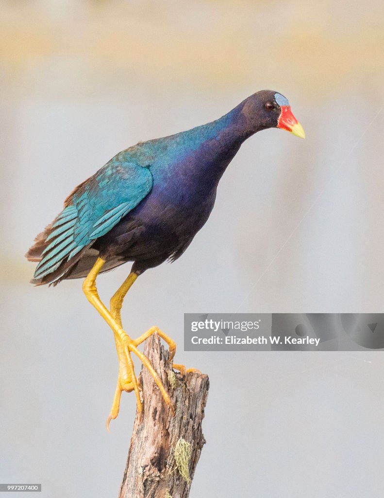 Purple Gallinule Perched on a Broken Tree Branch