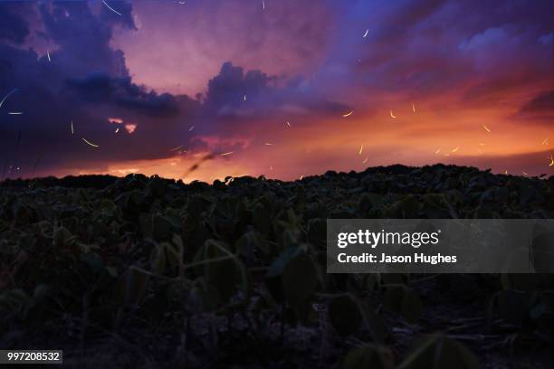 fireflies and lightning strom - stroom stock pictures, royalty-free photos & images