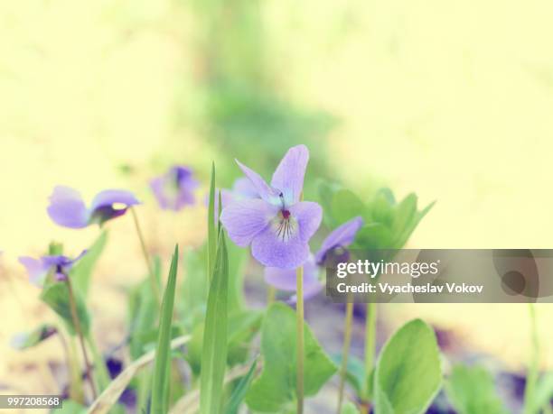 viola odorata  blooming in spring close-up. - viola odorata stock pictures, royalty-free photos & images