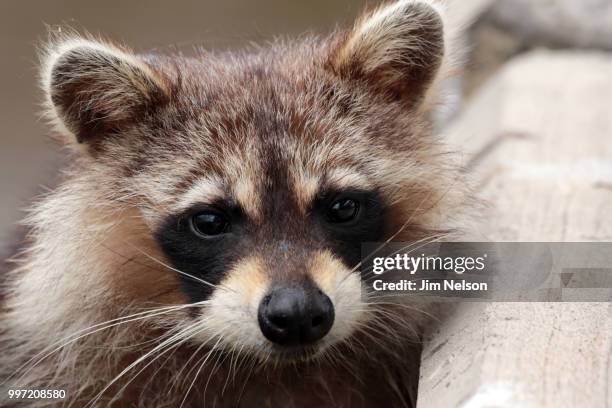 raccoon - hunt v nelson stock pictures, royalty-free photos & images