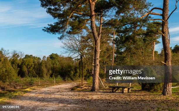 tree bench - william mevissen stockfoto's en -beelden