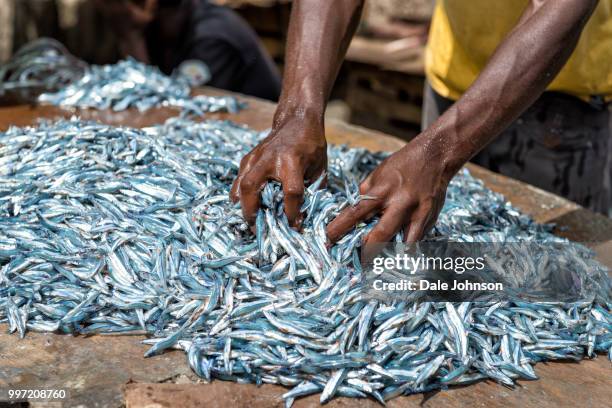 Sorted Fish 1,661 Sorting Fish Stock Photos, High-Res Pictures, and Images - Getty ...