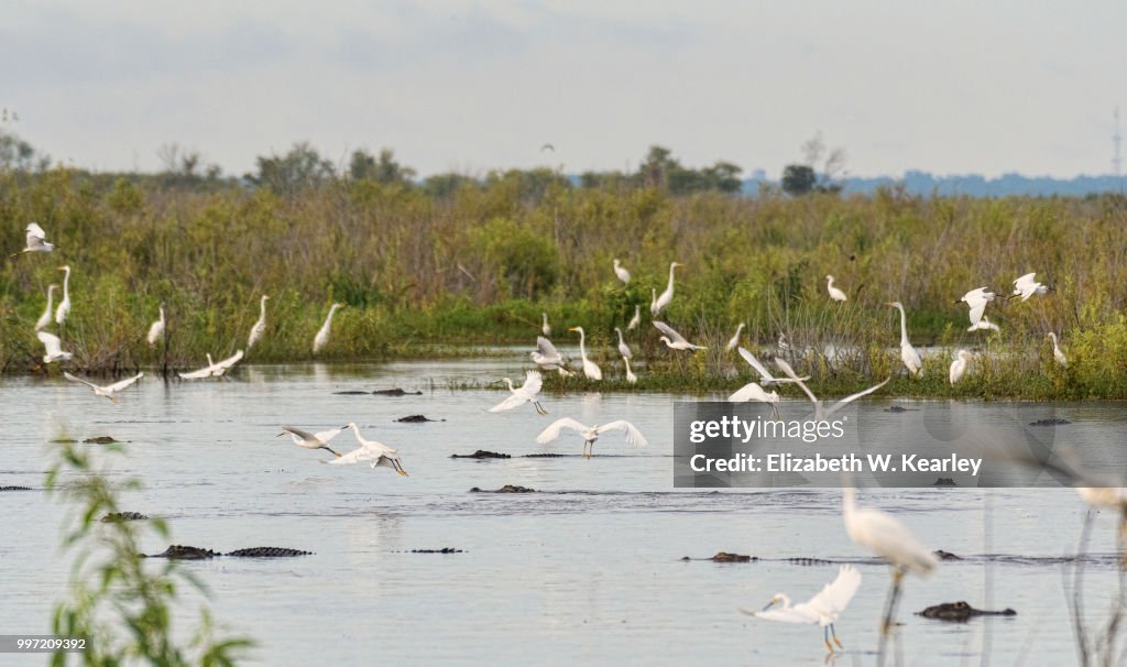 Flock of Egrets with Large Number of Alligators in the Water