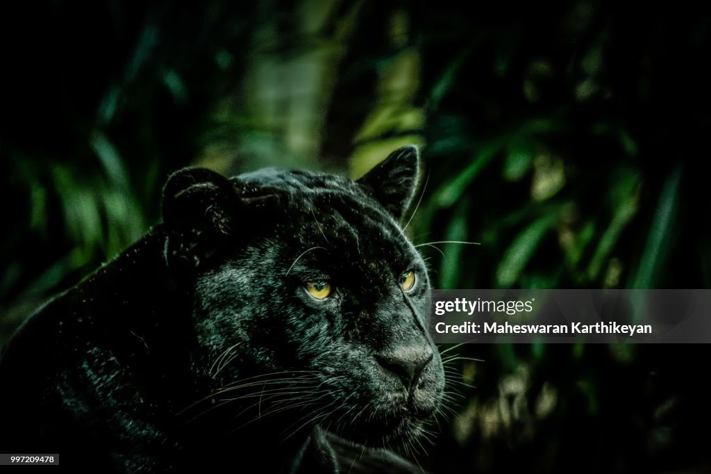 Bagheera
