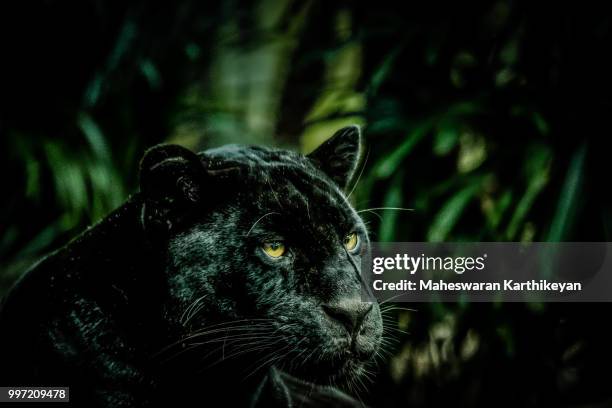 bagheera - black leopard stock pictures, royalty-free photos & images