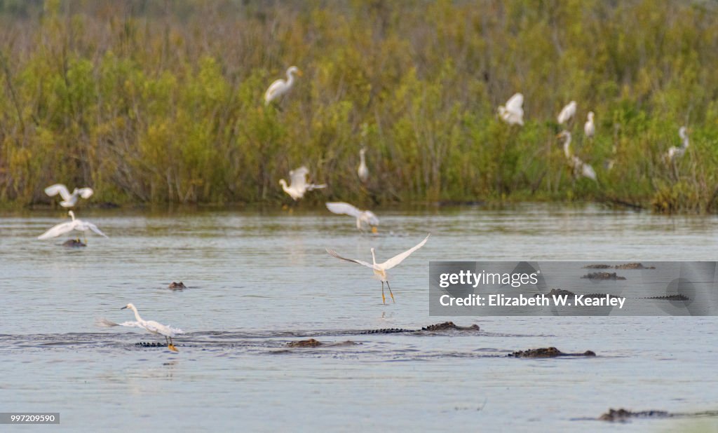Flock of Egrets with Large Number of Alligators