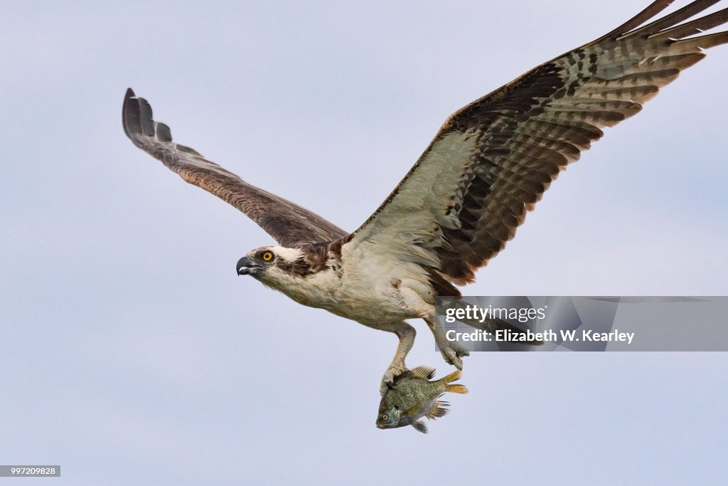 Osprey Flying with a Fish