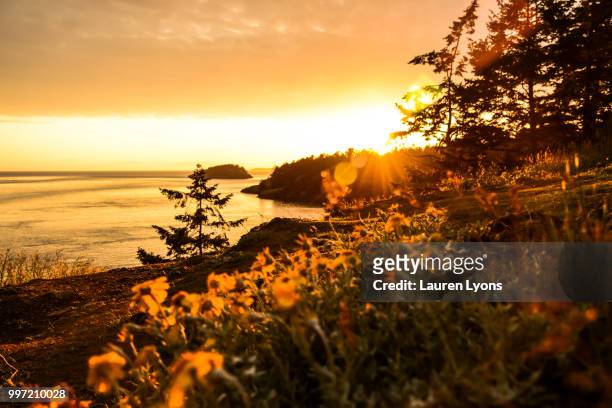 floral sunset - lauren summers 個照片�及圖片檔