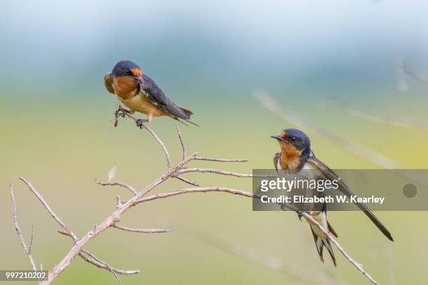 two barn swallows in a bush - tropical bush stockfoto's en -beelden
