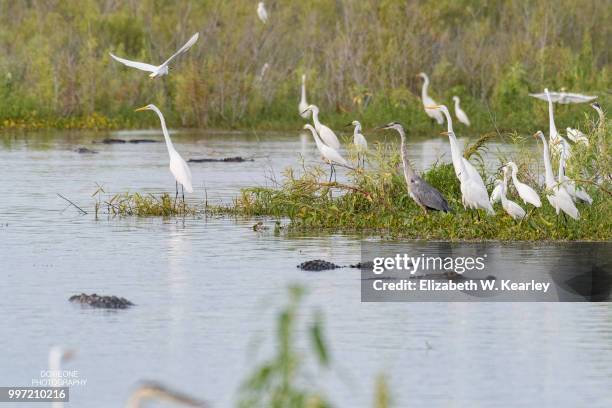 flock of birds surrounded by swimming alligators - snowy egret stock pictures, royalty-free photos & images