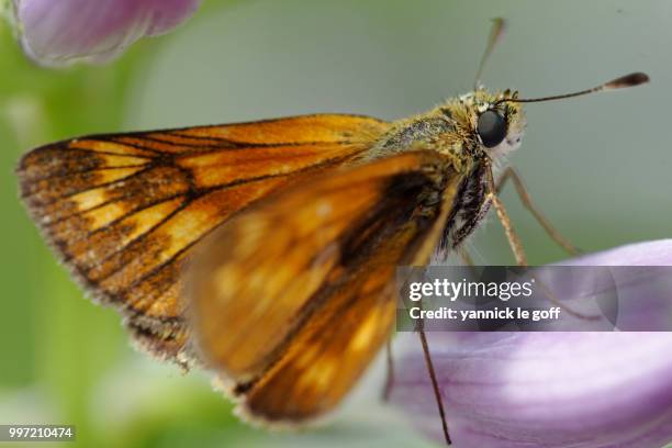 papillon - papillon stock pictures, royalty-free photos & images