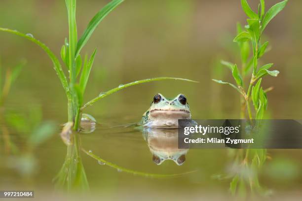 riobamba marsupial frog - marsupial frog stock pictures, royalty-free photos & images