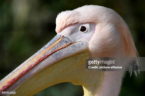 Pink pelican stands in the enclosure of the West Coast Park in St. Peter-Ording, Germany, 13 October 2017. In the past, the big water birds triggered...
