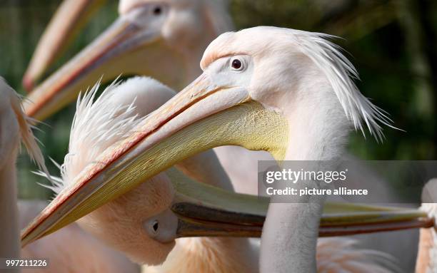 Dpatop - A pink pelican stands in the enclosure of the West Coast Park in St. Peter-Ording, Germany, 13 October 2017. In the past, the big water...