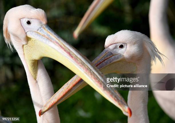 Pink pelicans stands in the enclosure of the West Coast Park in St. Peter-Ording, Germany, 13 October 2017. In the past, the big water birds...
