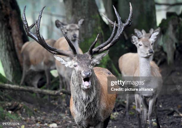 Old bull Claudius stands inside an enclosure at the wild park Eekholt near Grossenaspe, Germany, 10 October 2017. While the red deers nearly finished...