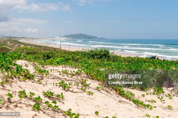 campeche beach in florianopolis, santa catarina, brazil. - catarina stock-fotos und bilder