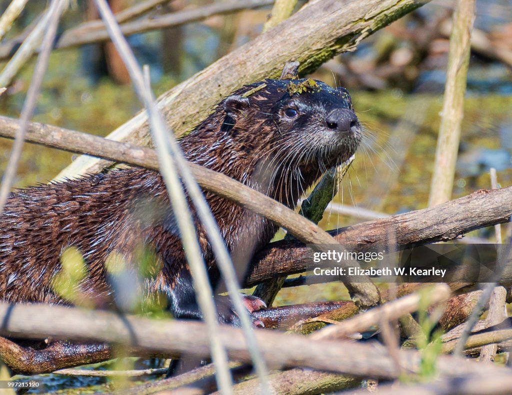 Otter