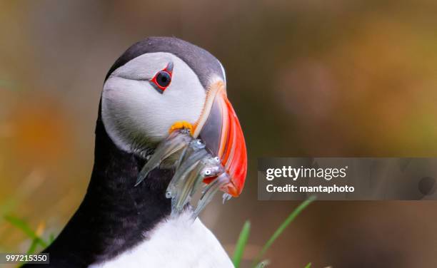 atlantic puffins - standing water stock pictures, royalty-free photos & images