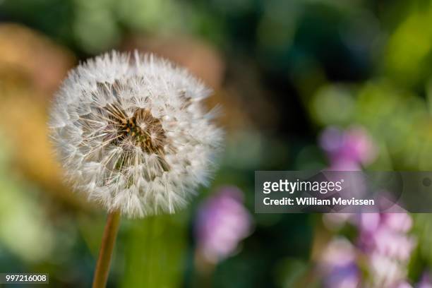 colorful dandelion 'clock' - william mevissen stock-fotos und bilder