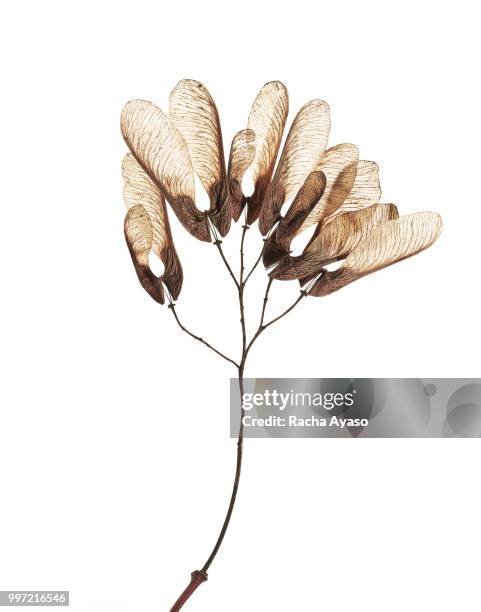 beginnings & ends - dried plant stock pictures, royalty-free photos & images