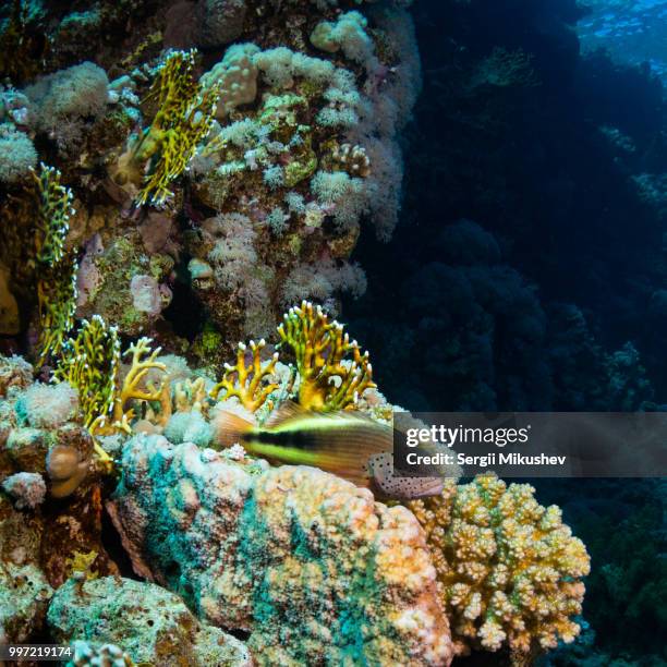 blackside hawkfish - hawkfish stock-fotos und bilder