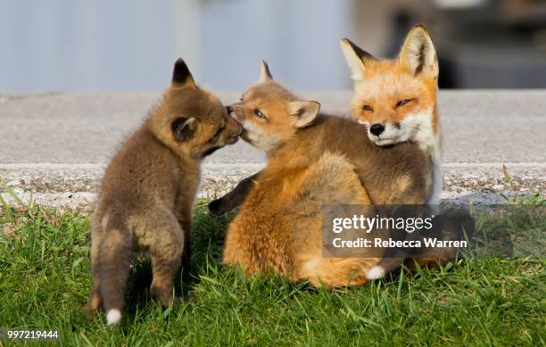 red fox vixen and two kits - rebecca fox stock pictures, royalty-free photos & images