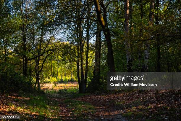 forest path into the light - william mevissen stock pictures, royalty-free photos & images