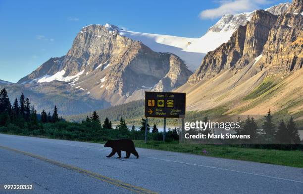 why did the bear cross the road? - why stock-fotos und bilder