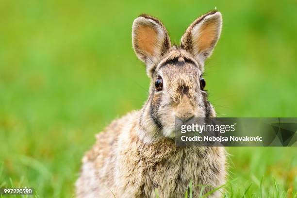 cottontail rabbit - cottontail stock pictures, royalty-free photos & images