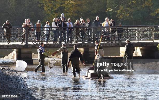 Fisherman standing during the traditional fishing out in the Nymphenburger canal in Munich, Germany, 14 October 2017. The fish, mostly carp, are...