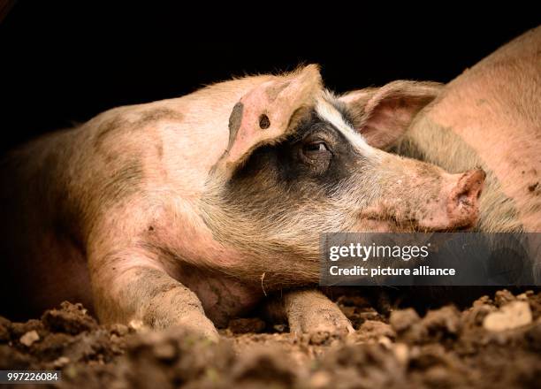 Pig lying under a shelter in Schwaebisch Hall, Germany, 11 October 2017. Photo: Sina Schuldt/dpa