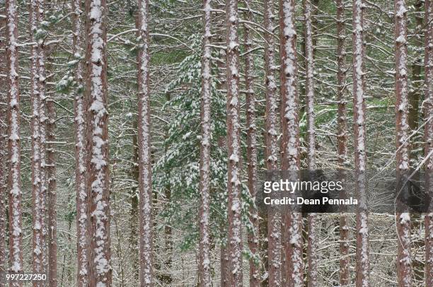 spring snow in red pine forest - red pine stockfoto's en -beelden