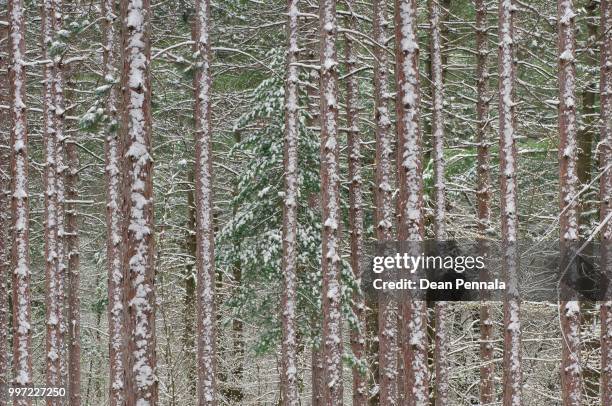 spring snow in red pine forest - red pine bildbanksfoton och bilder