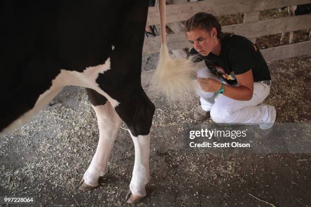 Dana Sickles prepares her cow for judging at the Iowa County Fair on July 12, 2018 in Marengo, Iowa. The fair, like many in counties throughout the...