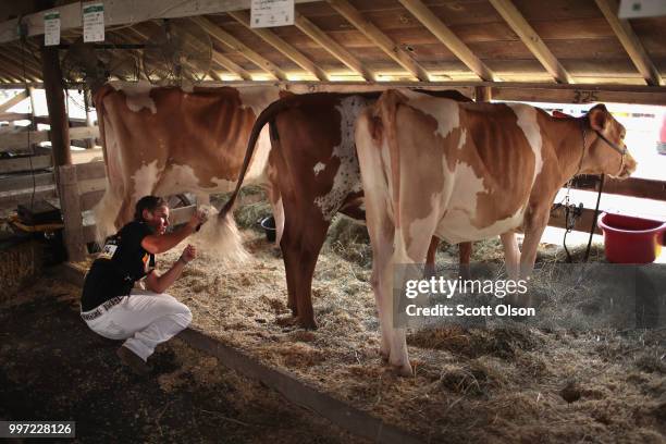 Dana Sickles prepares her cows for judging at the Iowa County Fair on July 12, 2018 in Marengo, Iowa. The fair, like many in counties throughout the...