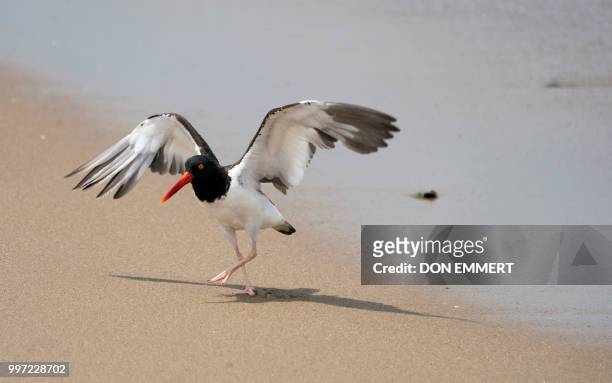 An oystercatcher hunts for food along the beach of Sandy Hook on July 12, 2018 near Middletown, New Jersey.
