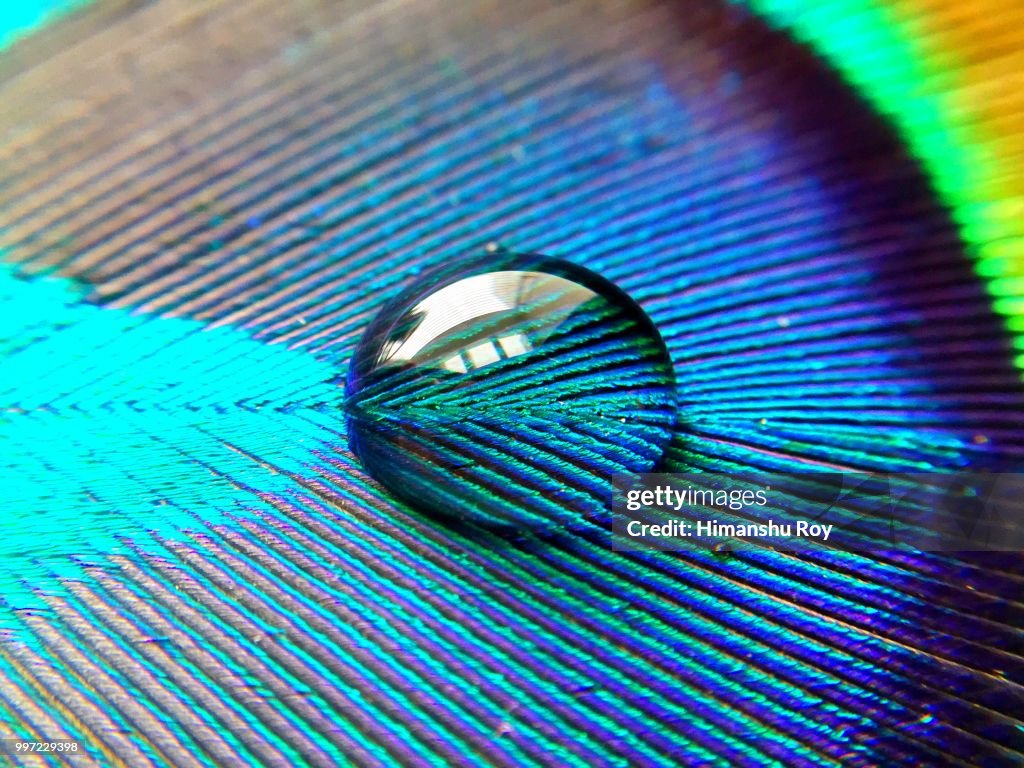 Peacock feather macrography