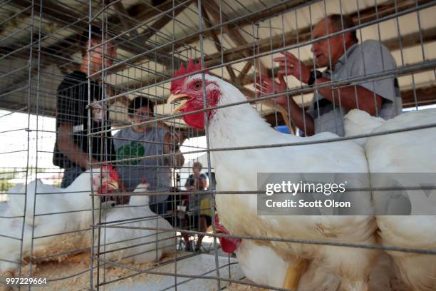 Chickens are judged at the Iowa County Fair on July 12, 2018 in Marengo, Iowa. The fair, like many in counties throughout the Midwest, helps to...