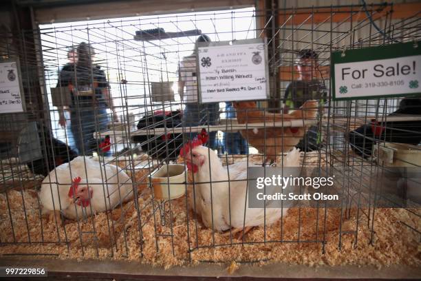 Chickens are prepared for judging at the Iowa County Fair on July 12, 2018 in Marengo, Iowa. The fair, like many in counties throughout the Midwest,...