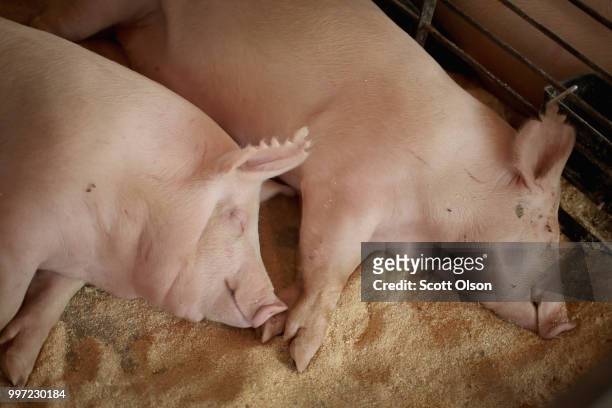Hogs rest in the swine barn at the Iowa County Fair on July 12, 2018 in Marengo, Iowa. The fair, like many in counties throughout the Midwest, helps...