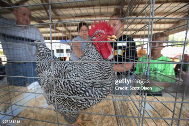 Chickens are judged at the Iowa County Fair on July 12, 2018 in Marengo, Iowa. The fair, like many in counties throughout the Midwest, helps to...