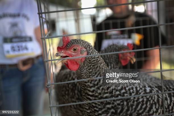 Chickens are judged at the Iowa County Fair on July 12, 2018 in Marengo, Iowa. The fair, like many in counties throughout the Midwest, helps to...
